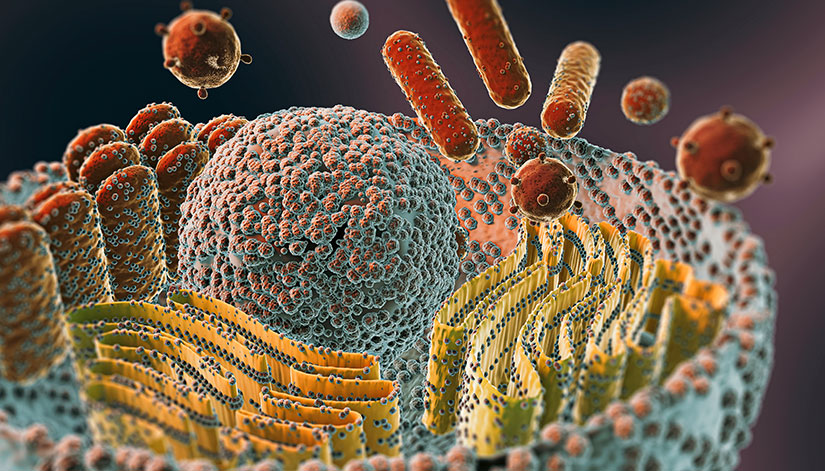 Autophagy and its Importance