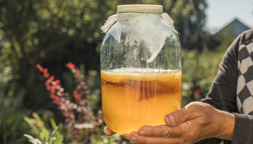 Kombucha versus Type II Diabetes!